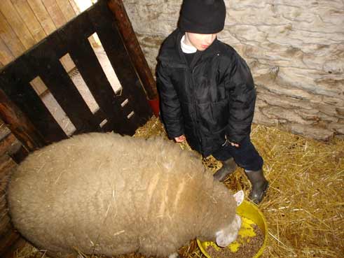 le petit prince et le mouton